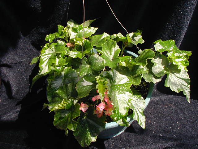 B. ‘Anne Jones’